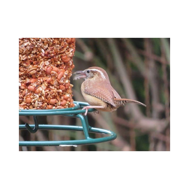 Mr. Bird Flaming Hot Feast Cylinder Birdseed