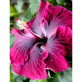 Hibiscus 🌺🌺 MADAGASCAR hibiscus MOSCHEUTOS mallow Malvaceae STARTER Live PLANT US ship
