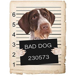 Pointers German Wirehaired Dog Mugshot Bad Dog Car Bumper Magnet, Magnetic for Refrigerator, Decorative Fridge, Office, Whiteboard, Kitchen, Locker Waterproof Decor, Family & Friends, 4x7 in