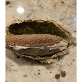 Giant Milkweed Seeds 25 Calotropis Gigantea Seeds/ Giant Purple Mlkweed Seeds. Just Harvested In June