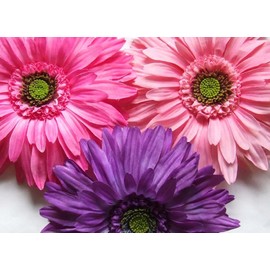 Funny Girl Designs HEADBAND HOLDER with Blooming Daisy (Hot Pink Daisy on Hot Pink w/White Polka Dot Ribbon)