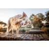 Orbiloc Dual Flashing/Solid Safety LED Light for Dogs - High