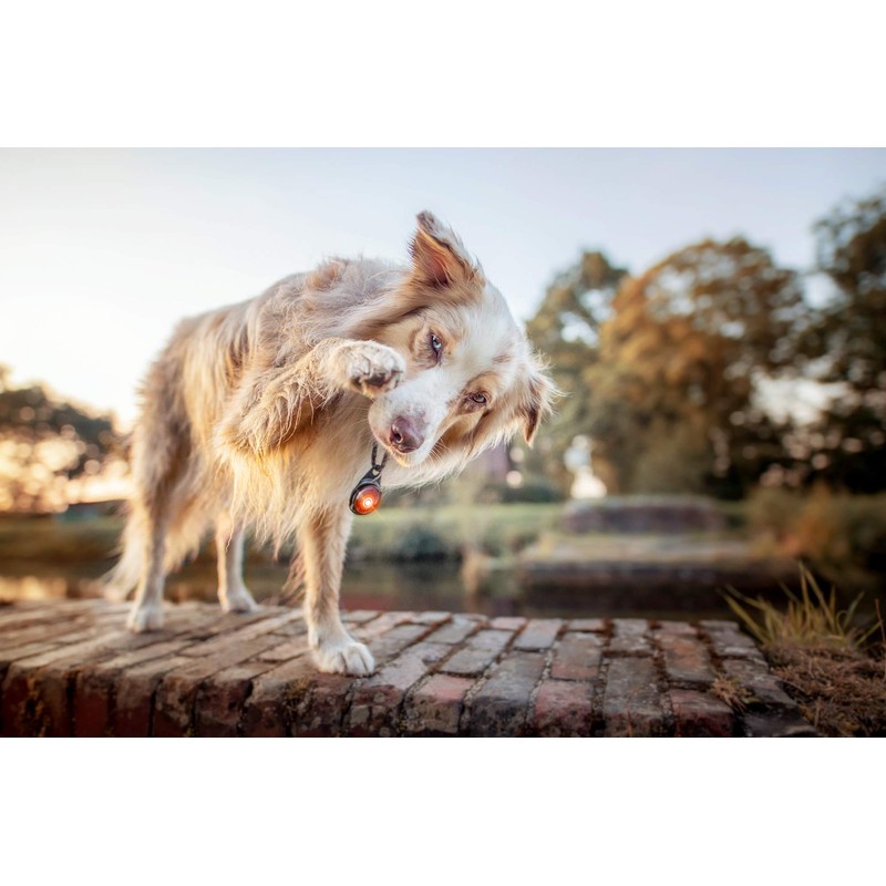 Orbiloc Dual Flashing/Solid Safety LED Light for Dogs - High