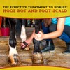 Dr. Naylor Hoof 'N Heal, Hoof Rot Foot Rot Wound