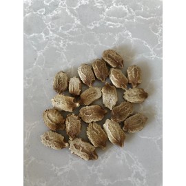 Bittermelon Seed US Seller BitterMelon Seed 20Pcs BitterMelon Gourd Ampalaya Seeds Fresh Harvest