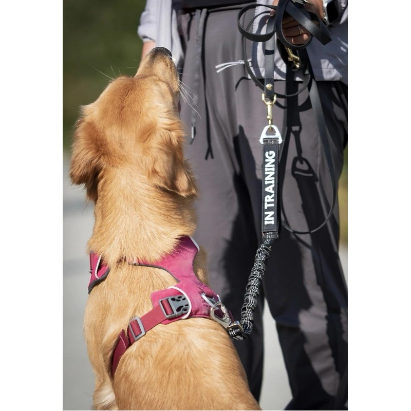 Camine Force & Fear Free Bungee Attachment Dog Training Leash