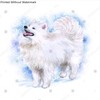 Watercolor closeup portrait of cute Samoyed breed dog isolated on