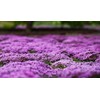 Buroifamily 1000 Pcs Seeds - Breckland Creeping Thyme Seeds -