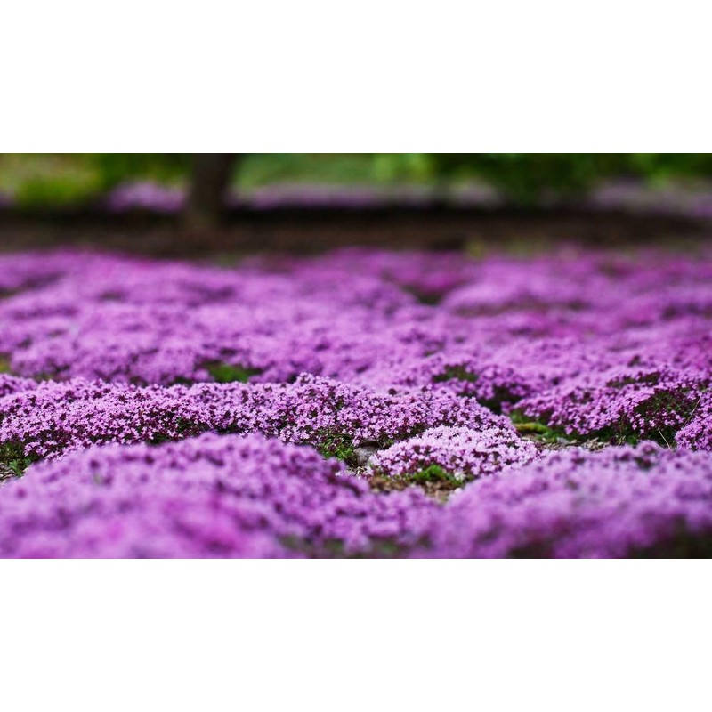 Buroifamily 1000 Pcs Seeds - Breckland Creeping Thyme Seeds -