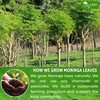 TOG999, Premium 8oz Moringa Leaf Powder, 100% Natural and Pure