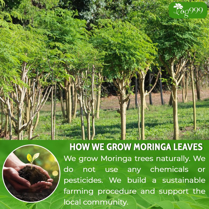TOG999, Premium 8oz Moringa Leaf Powder, 100% Natural and Pure