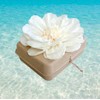 Biodegradable Water Burial Urn Kit - Cruise Approved | Ocean