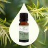 Plant Therapy Aceite Esencial De Arbol De Te En Roll