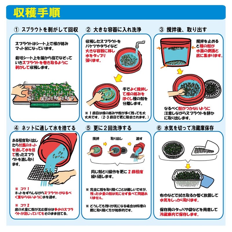 Broccoli Sprout Seeds 6.8 fl oz (200 ml) (with cultivation