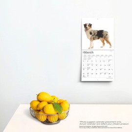 Australian Shepherds | 2025 7 x 14 Inch Monthly Mini Wall Calendar | BrownTrout | Animals Dog Breeds