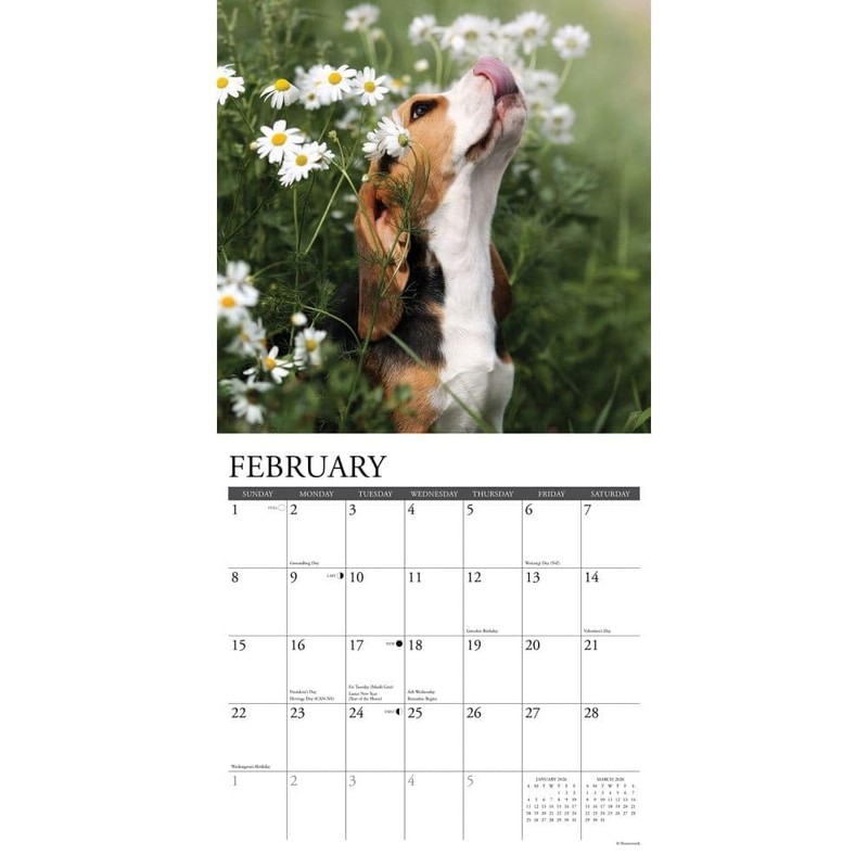 Willow Creek Press, Just Beagle Puppies 2026 Wall Calendar, 12''