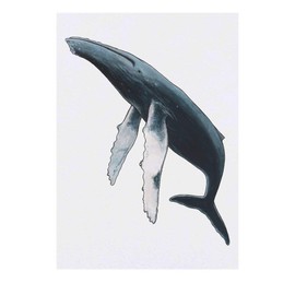 'Humpback Whale' Temporary Tattoo - Water Resistant, Skin-Safe, Non-Toxic Transfer (TO00028497)