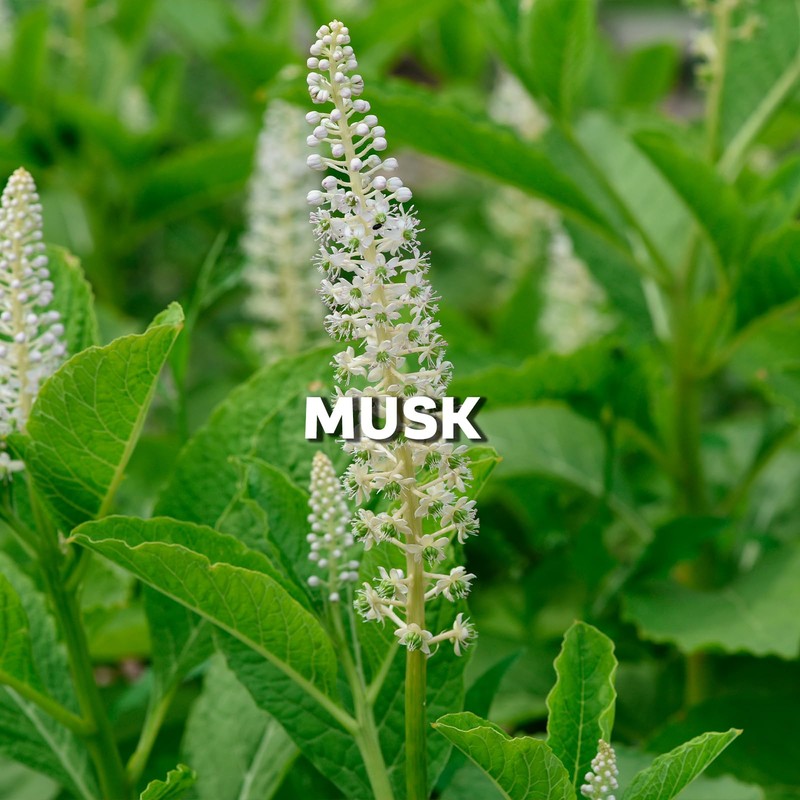 Zermat Nicole, Fragrance for Women, Warm Floral-Warm Scent 2 Fl.