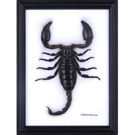 The Giant Thai Forest Scorpion (Heterometrus spinifer) | Framed Arachnid Wall Decor | Unique Taxidermy Collectables | 8 x 6 in.