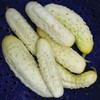 NIKA SEEDS - Vegetable White Cucumber 45 Days for Pickling
