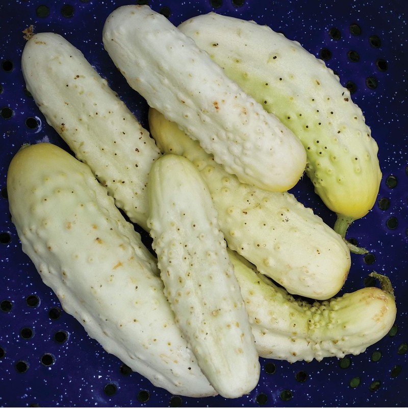 NIKA SEEDS - Vegetable White Cucumber 45 Days for Pickling