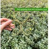 2PCS 6" Plant Stem Support,Stabilizer Grapple Holder for Monstera and