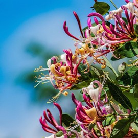 Malibu Tropical Hall's Honeysuckle Vines Japanese Live Plant - 1 Stem with Roots & Soil - 2"" Pot - Lonicera Japonica 'Halliana - California Grown, Green