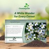Outsidepride Gypsophila White Creeping Baby's Breath Seeds - 10000 Pcs.