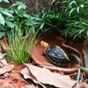 Flushbay Extra Large Reptile Bathing Pool Reptile Feeding Dish Water