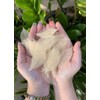 200 Pcs Small Skeleton Leaves Rubber Tree Natural Scrapbooking Craft