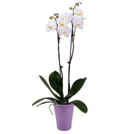 DecoBlooms Premium White 5” Orchid Live Indoor Plant (Modern Pot Included) – Grown in the USA - Fresh Flowering Home Decor Delivery for Birthday, Anniversary, Sympathy, Wedding, Easter