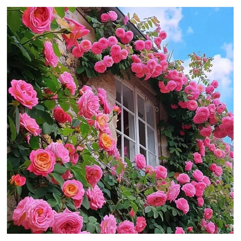 800 Climbing Rose & 200 Jasmine Seeds – Lush, Scented