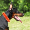 Yunleparks Tactical Dog Collar with Heavy Duty Metal Buckle and