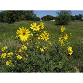 Yumheart Gardens Jerusalem Artichoke Grab Bag: an assortment of individual Sunchoke tubers - 3 Tubers