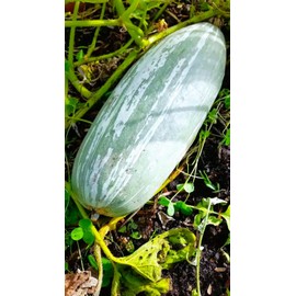 TomorrowSeeds - Guatemalan Blue Banana Squash Seeds - 45+ Count - for 2025 Planting USA Garden Vegetable Winter Pumpkin Gray Hubbard Georgia Candy Roaster Non-GMO Heirloom Grow Your Own Home Farm