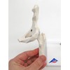 3B Scientific A84/1 Mini Hip Joint with Cross-Section + free