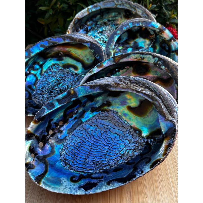 3-Pack Jumbo Abalone Shells 7–8 Inch Seashell Smudge Bowl for