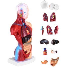 QWORK® 15-Piece Human Anatomy Model - Skull Brain Torso and Internal Organs - for Medical Students Doctors and Teachers - 28 cm