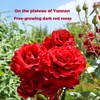 Yunnan dark red rose tea 50g low temperature baking whole