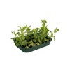Elho green basics grow tray m accessory - leaf green