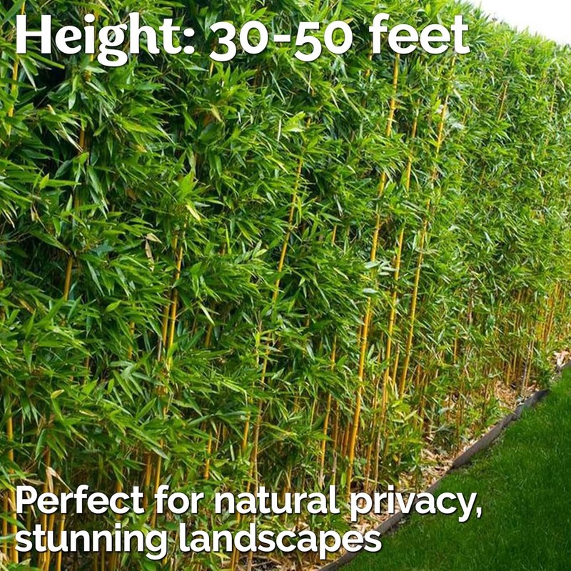 300+ PCS Green Bamboo Seeds for Planting Exotic Bamboo Seed
