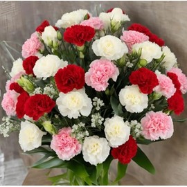 KaBloom Flowers - 50 Assorted Carnation - Gift for Birthday, Anniversary, Get Well, Thank You, Valentine, Mother’s Day Fresh Flowers