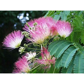 2 Silk Mimosa Tree Fragrant Pink Flowers Albizia Landscaping Starter Live Plants
