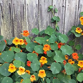 Nasturtium, Jewel Mix (Tropaeolum majus) 100 Seeds (14 Grams) - Edible Flowers and Leaves - Spicy Flavor - Pepper Substitute - Easy-to-Grow