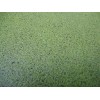 DUCKWEED Organic Koi food! 1/2 cup INDOOR GROWN/SNAIL FREE +