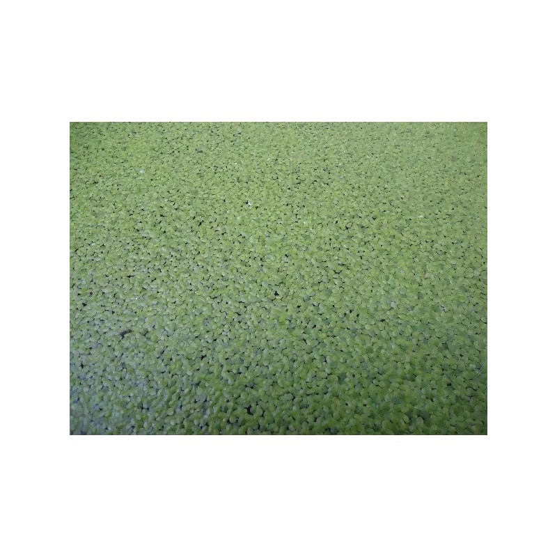 DUCKWEED Organic Koi food! 1/2 cup INDOOR GROWN/SNAIL FREE +