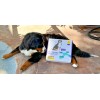 Petopix NEW PETOPIX Dog Talking Button Set Non-Slip Pad -