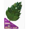Sakaki, Extra Large MV, Camellia Leaves Extra Thick, Medium Size,