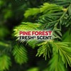 Raid Ant Killer Spray Pine Forest 17.5 Ounce (Pack of