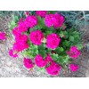 Unbranded Very bright Magenta GERANIUM FRESH LIVE PLANT 3 X